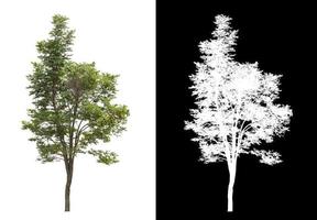 Tree on white picture background with clipping path, single tree with clipping path and alpha channel on black background photo