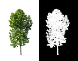 Tree on white picture background with clipping path, single tree with clipping path and alpha channel on black background photo