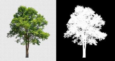 Tree on transparent picture background with clipping path, single tree with clipping path and alpha channel on black background photo