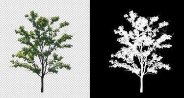 Tree on transparent picture background with clipping path, single tree with clipping path and alpha channel on black background photo