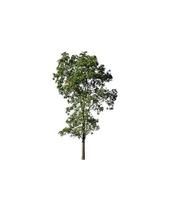 Tree that are isolated on a white background are suitable for both printing and web pages photo