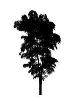 Tree silhouette for brush on white background photo