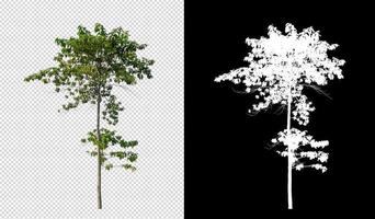 Tree on transparent picture background with clipping path, single tree with clipping path and alpha channel on black background photo