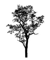 Tree silhouette for brush on white background photo