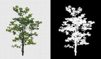 Tree on transparent picture background with clipping path, single tree with clipping path and alpha channel on black background photo