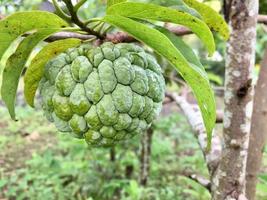 Fresh Organic Sugar Apple Sugar Apple Fruit still hanging on the tree photo