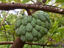 Fresh Organic Sugar Apple Sugar Apple Fruit still hanging on the tree photo