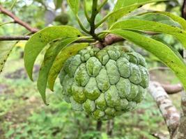 Fresh Organic Sugar Apple Sugar Apple Fruit still hanging on the tree photo