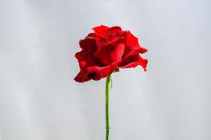 Red blooming rose flower with sun shining  on petals isolated on white paper background. photo