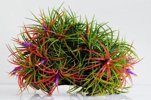 planta de aire floreciente tillandsia con su colorida planta de flores en tronco de madera sobre fondo blanco. foto