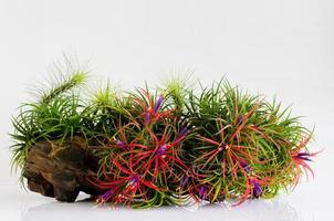 Blooming air plant Tillandsia with its colorful flowers plant in wooden log on white background. photo