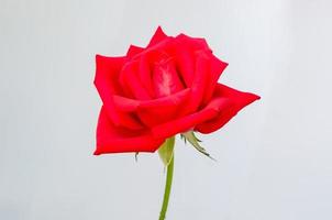 Red blooming rose flower isolated on white paper background. photo