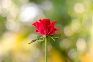 enfoque parcial de la rosa de pétalos de capullo rojo con un colorido bokeh para el concepto de día de san valentín. foto