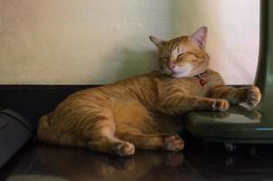 Domestic adorable and funny male cat sleeping and lean on wall in the house. photo