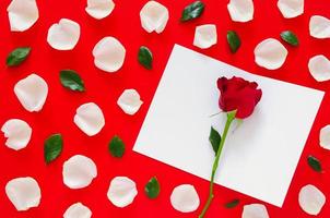 Red rose with white petals and leaves put on red background with empty white card for Valentine day. Flat lay background concept. photo