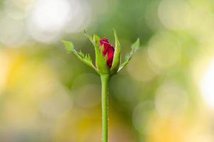 Partial focus of red bud petal rose with colorful bokeh for Valentine's day concept. photo