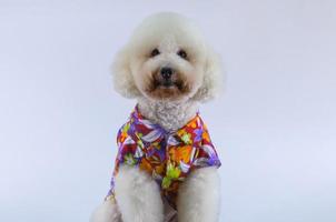 Adorable white Poodle dog wears Hawaii dress for summer season on white background. photo