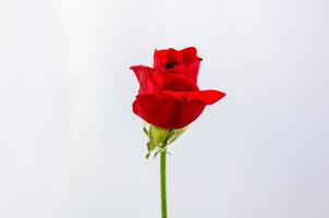 Red blooming rose flower isolated on white paper background. photo