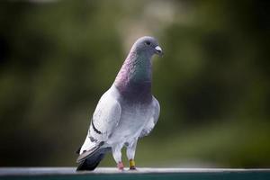 full body of male homing pigeon standing at home loft photo