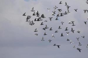 flock of homing pigeon flying against cloudy sky photo