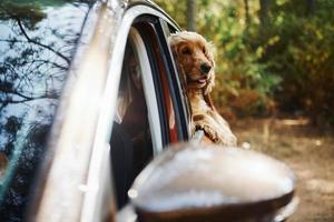 Cute dog sits in the car and looks through the window in the forest photo