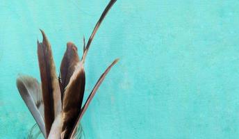 close up of eagle feather on blue background, eagle feather background or wallpaper photo