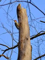 pájaro carpintero de vientre rojo en el árbol muerto en la luz del sol de la mañana foto