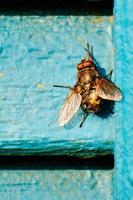 Cluster fly in morning sunshine on green shutter photo