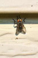 Flesh fly rests on house siding in the morning sun photo