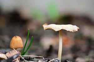 Mushrooms emerging from ground in summer photo