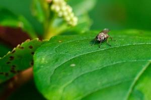 Brown fly with brown eyes settles on a green leaf photo