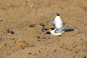 Least terns at sunrise with one holding a fish in beak in Pompano Beach Florida photo