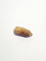 Isolated photo of ajwa date palm seeds. Ajwa dates or also known as Prophetic Dates