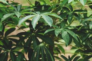 esta es una foto de las hojas de un árbol de yuca que son muy frondosas