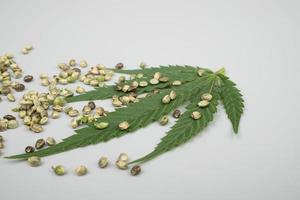 marijuana green  leaf and hamp seeds closeup photo