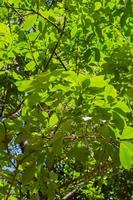 Green Foliage for Natural Concept Background photo