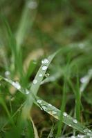 Winter rain droplets in grass leaves background close up nature exploration big size high quality print photo