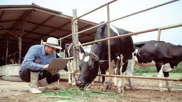 agricultor que usa una computadora portátil para controlar su ganado y la calidad de la leche en la granja lechera. Industria agrícola, agricultura y concepto de cría de animales, vaca en la granja lechera comiendo heno, establo. foto