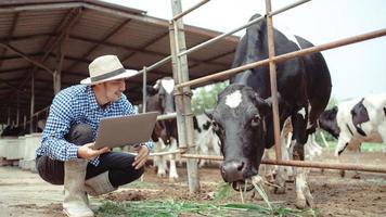 male farmer using laptop checking on his livestock and quality of milk in the dairy farm .Agriculture industry, farming and animal husbandry concept ,Cow on dairy farm eating hay,Cowshed. photo
