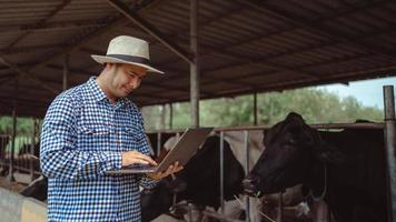 male farmer using laptop checking on his livestock and quality of milk in the dairy farm .Agriculture industry, farming and animal husbandry concept ,Cow on dairy farm eating hay,Cowshed. photo
