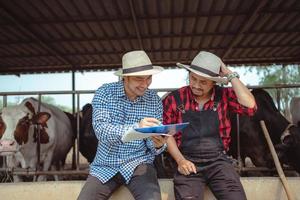 Two male farmer working and checking on his livestock in the dairy farm .Agriculture industry, farming and animal husbandry concept ,Cow on dairy farm eating hay. Cowshed. photo