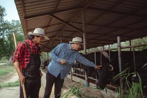 Two male farmer working and checking on his livestock in the dairy farm .Agriculture industry, farming and animal husbandry concept ,Cow on dairy farm eating hay. Cowshed. photo