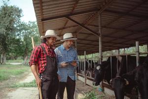 dos granjeros trabajando y controlando su ganado en la granja lechera. Industria agrícola, concepto de agricultura y ganadería, vaca en la granja lechera comiendo heno. establo. foto