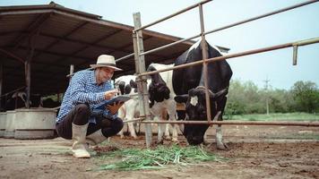 agricultor trabajando y controlando su ganado en la granja lechera. industria agrícola, concepto de agricultura y ganadería, vaca en la granja lechera comiendo heno. establo. foto