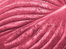 Raindrops on a large hosta leaf, close up. Viva Magenta, Pantone Color of the year 2023
