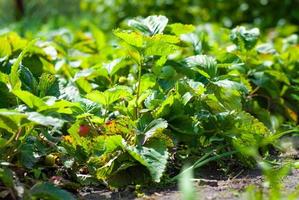 Strawberry bushes are grown in an environmentally friendly way photo