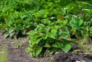 Strawberry bush grown in the country house ecologically photo