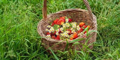 Wicker basket with ripe strawberries and a bouquet of chamomile stands on the grass photo