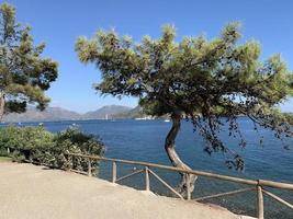 árbol que crece fuera de la roca. paisaje colorido con árbol con hojas verdes, mar azul, montañas y cielo con. viajes de verano en turquía. fondo de naturaleza, papel tapiz. foto