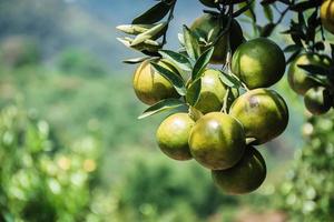 Primer plano de satsumas bang mot mandarina madurando en el árbol foto